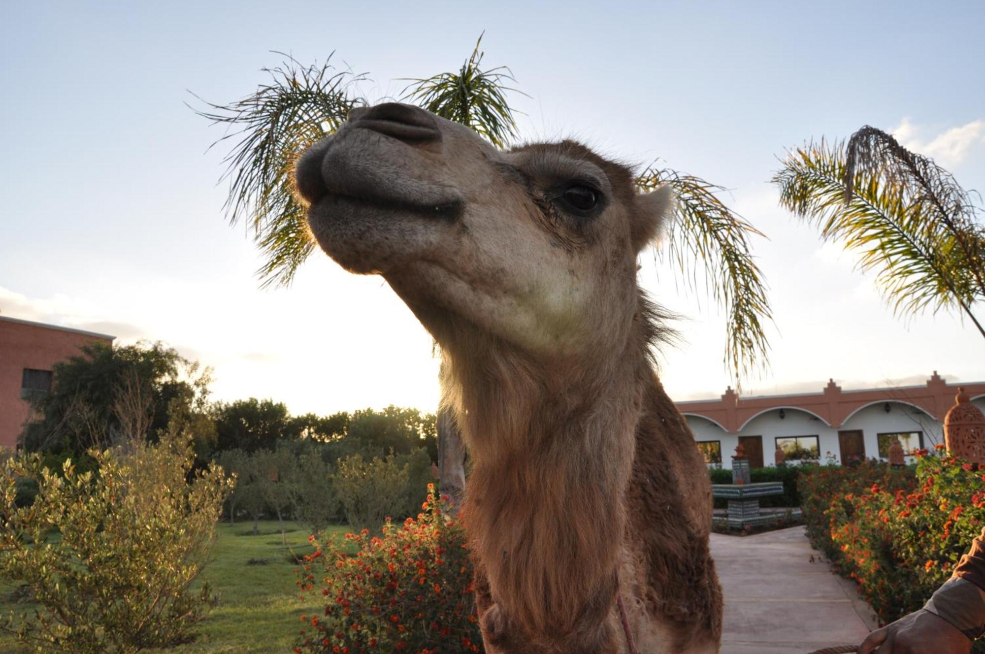 Riad Hamdani Derroua Bagian luar foto